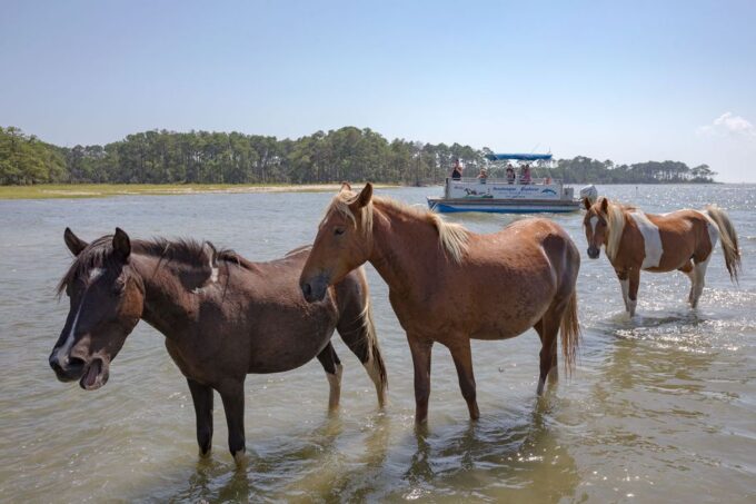 From Chincoteague Island: Assateague Island Boat Tour - Customer Ratings