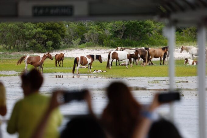 From Chincoteague Island: Assateague Island Boat Tour - Tour Duration