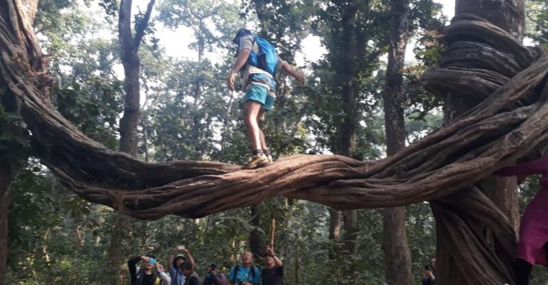 From Chitwan: Day Tour Jeep Safari+Canoeing+Jungle Walk - Key Points