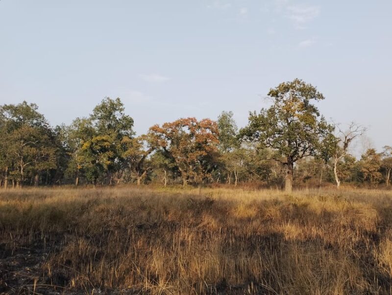From Chitwan: Day Tour Jeep Safari+Canoeing+Jungle Walk - Itinerary Highlights