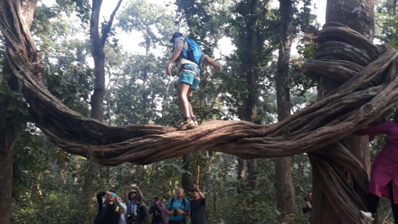 From Chitwan: Day Tour Jeep Safari+Canoeing+Jungle Walk - Pickup and Scenic Drive