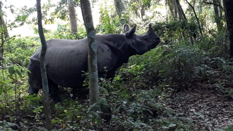 From Chitwan: Day Tour Jeep Safari+Canoeing+Jungle Walk - Jeep Safari