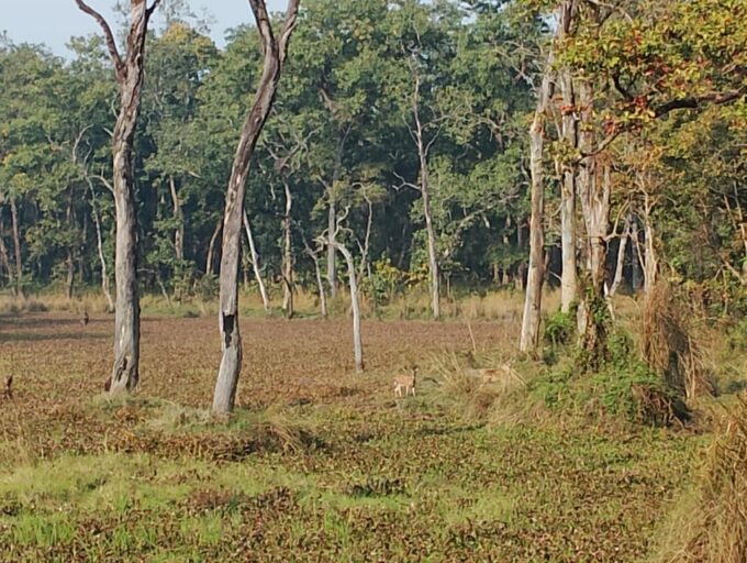 From Chitwan: Day Tour Jeep Safari+Canoeing+Jungle Walk - Jungle Walk
