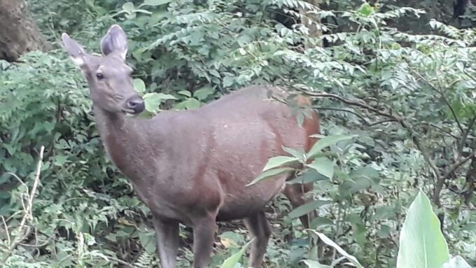 From Chitwan: Day Tour Jeep Safari+Canoeing+Jungle Walk - Return