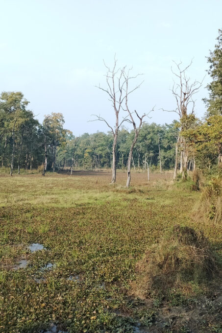 From Chitwan: Day Tour Jeep Safari+Canoeing+Jungle Walk - Frequently Asked Questions
