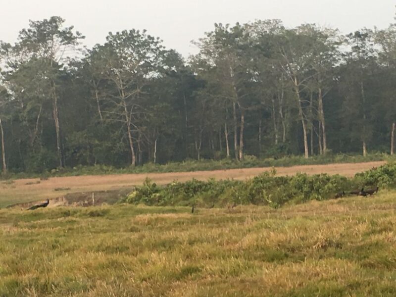 From Chitwan: Full Day Jeep Safari in Chitwan National Park - Exploring Chitwans Diverse Ecosystems