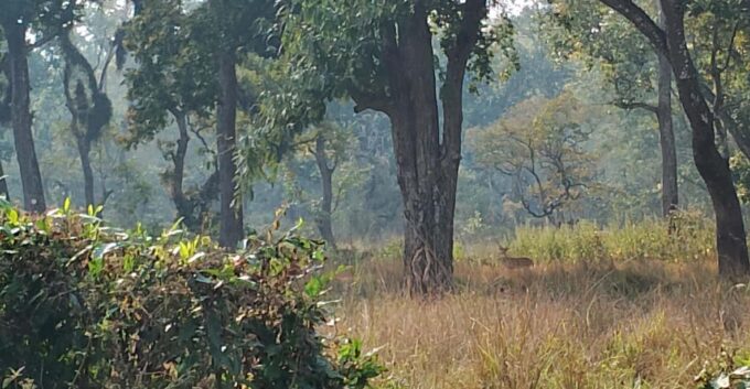 From Chitwan: Full Day Nature Hiking In National Park - Frequently Asked Questions