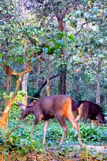 From Chitwan: Half Day Caneoing & Jungle Walk With Guide - Best Seasons to Visit