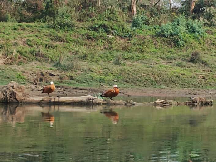 From Chitwan: Half Day Jeep Safari & Canoeing Day Tour - Activity Details