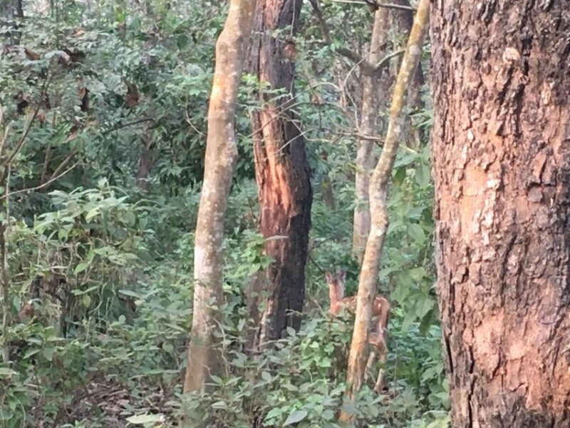 From Chitwan : Half Day Jeep Safari Tour - Morning Tour Itinerary