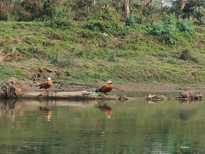 From Chitwan: Half Day Jeep Safari With Group - Frequently Asked Questions