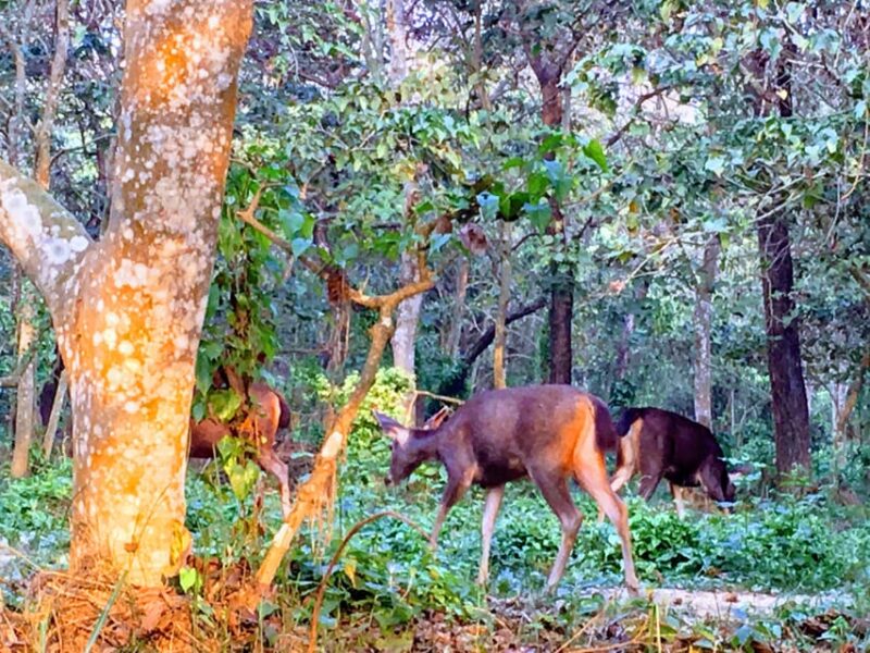 From Chitwan: Jungle Overnight Stay in Chitwan National Park - Inclusions and Exclusions