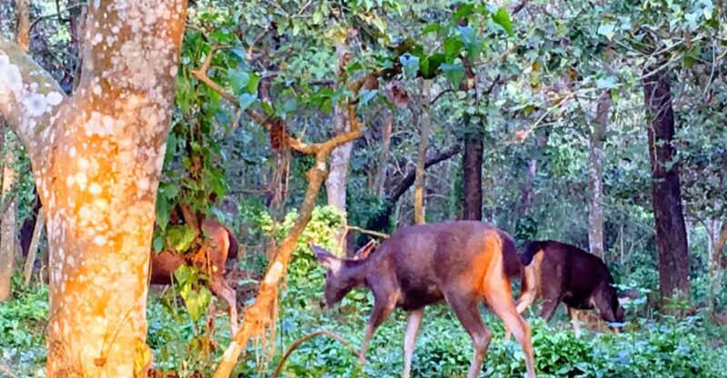 From Chitwan: National Park Jungle Private Day Hiking - Key Points