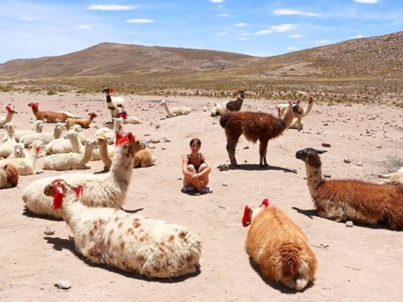 From Chivay: Route From Chivay (Colca) to the City of Puno - Inclusions