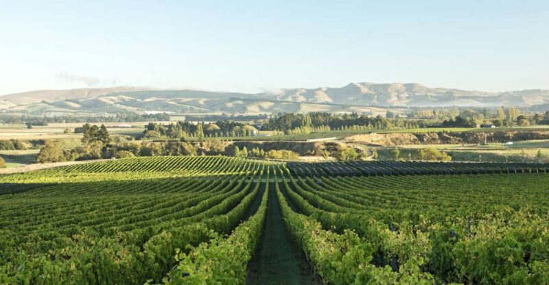 From Christchurch: Guided Local Wine Tours in Waipara - Key Points