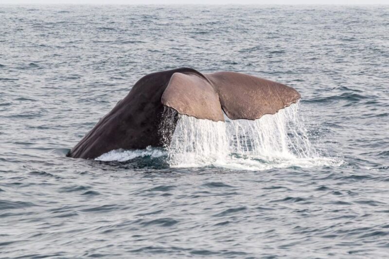 From Christchurch: Kaikoura Day Tour With Dolphin Cruise - Wine Tasting in Waipara