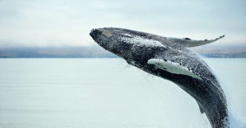 From Christchurch: Kaikoura Whale Watching Day Tour - Pickup and Drop-off Locations