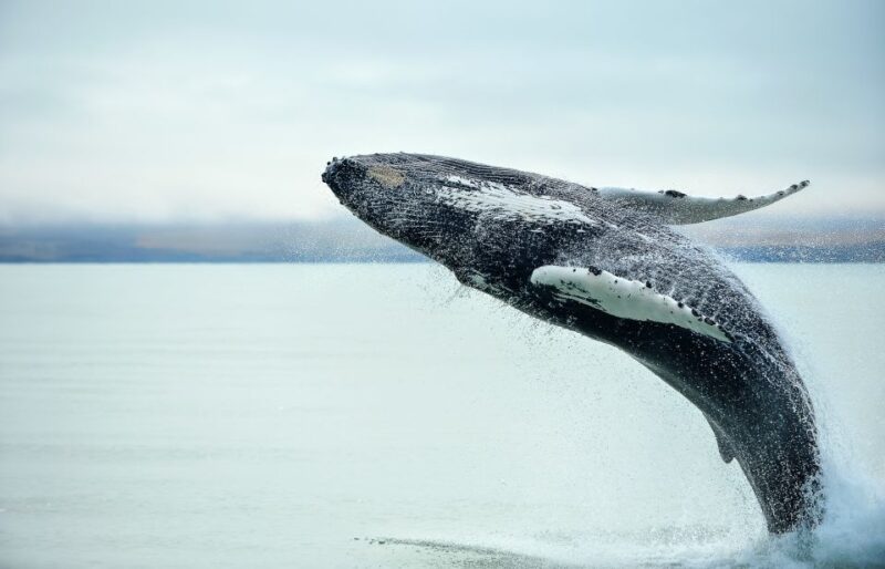 From Christchurch: Kaikoura Whale Watching Day Tour - Whale Watching Excursion