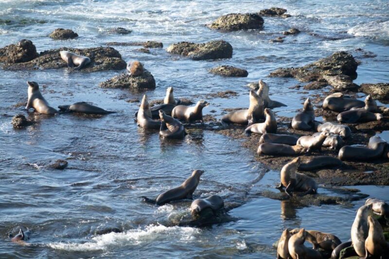 From Christchurch: Kaikoura Whale Watching Day Tour - Wildlife Viewing