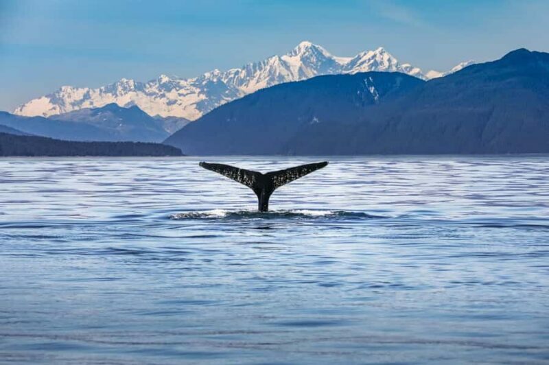 From Christchurch: Kaikura Day Tour With Dolphin Encounter - Practical Considerations and Tips