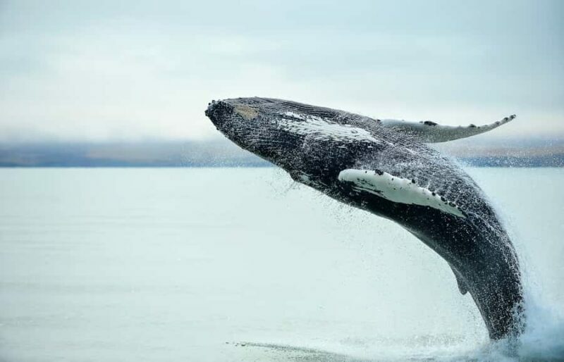 From Christchurch: Kaikura Day Tour with Whale Watching - What Makes This Tour Stand Out