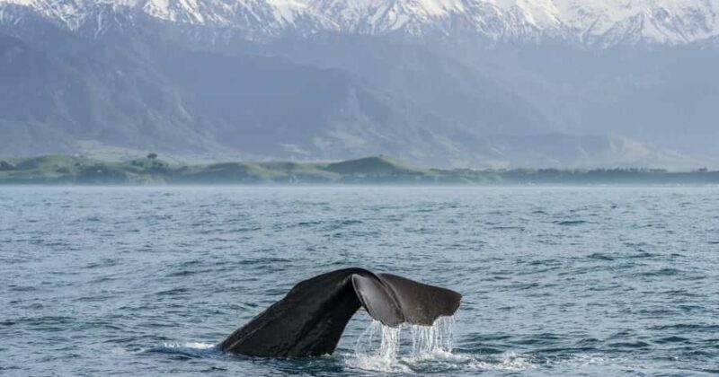 From Christchurch: Private Kaikoura Tour with Guide - The Journey to Kaikoura: What to Expect