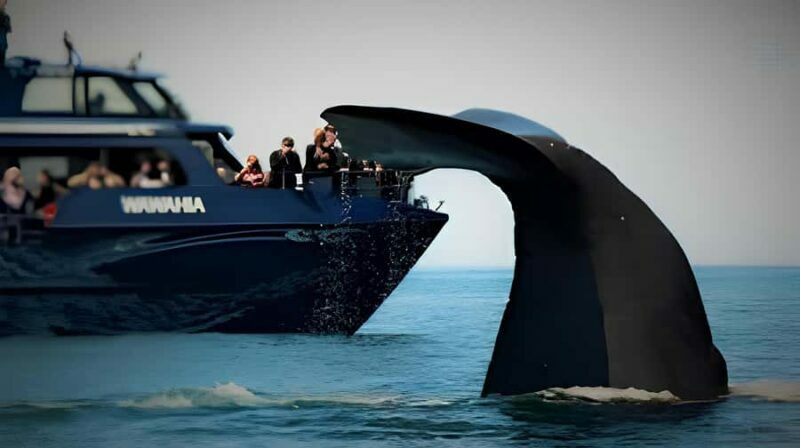 From Christchurch: Private Kaikoura Tour with Guide - Overall Impressions and Authenticity