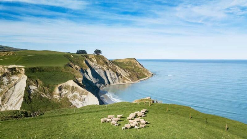 From Christchurch: Sheep Farm Experience with Lunch & Winery - An Authentic Peek into New Zealand Rural Life