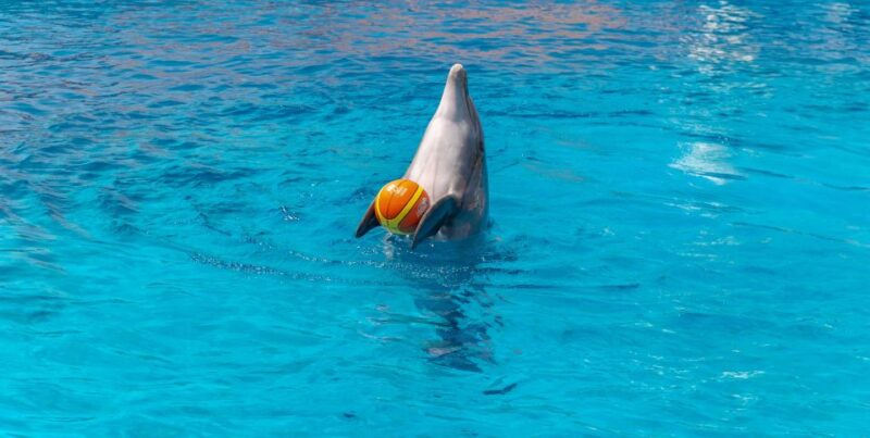 From City of Side/Alanya: Sealanya Dolphin Show W/ Transfers - Participant Information
