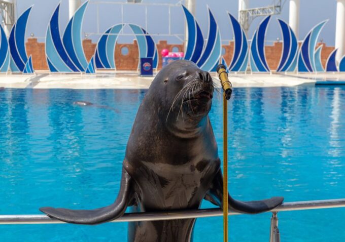 From City of Side/Alanya: Sealanya Dolphin Show W/ Transfers - Frequently Asked Questions