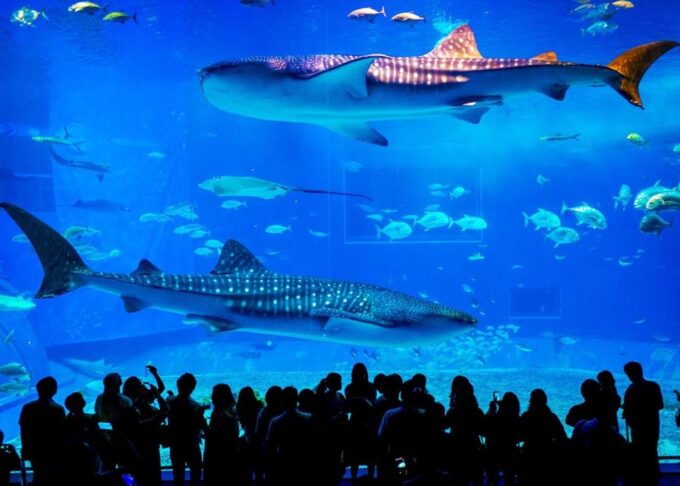 From City of Side: Antalya Aquarium Full-Day Trip - Frequently Asked Questions