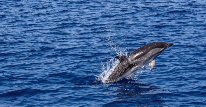 From City of Side: Dolphin Watching Boat Tour With Lunch - Opportunities for Wildlife Viewing