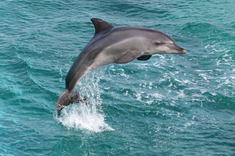 From City of Side: Dolphin Watching Boat Trip With Lunch - Logistics and Meeting Point