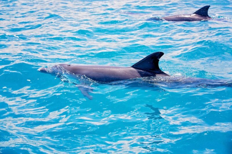 From City of Side: Dolphin Watching Boat Trip With Lunch - Booking and Cancellation Policy