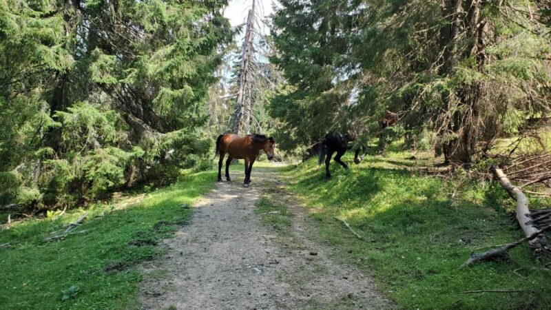 From Cluj-Napoca: Carpathian Mountains Guided Scenic Hike - Frequently Asked Questions