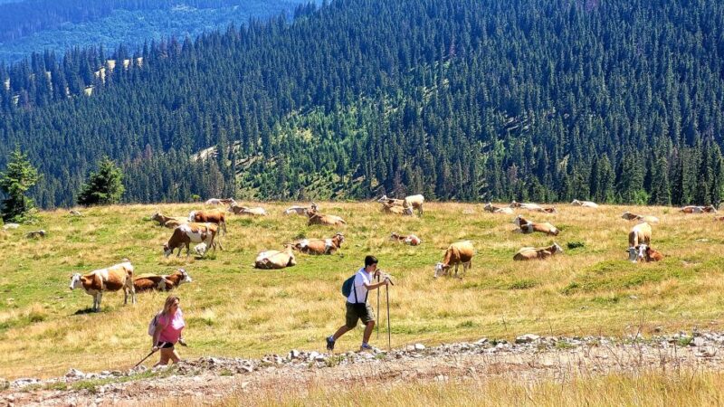 From Cluj-Napoca: Day Hike to Vlădeasa Peak - Inclusions and Exclusions