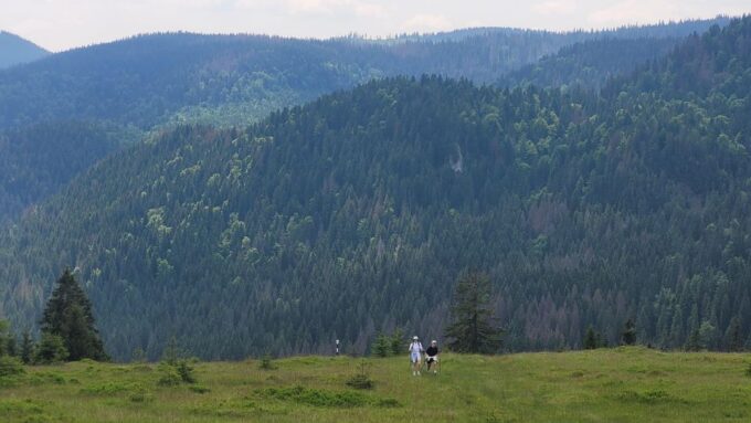 From Cluj-Napoca: Day Hike to Vlădeasa Peak - Customer Reviews