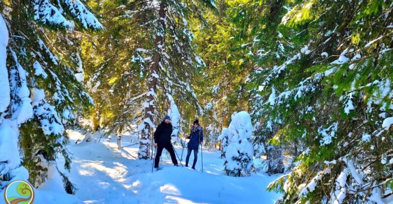 From Cluj: Winter Walking Trip on the Great Mountain - Snowshoes and Hiking Gear