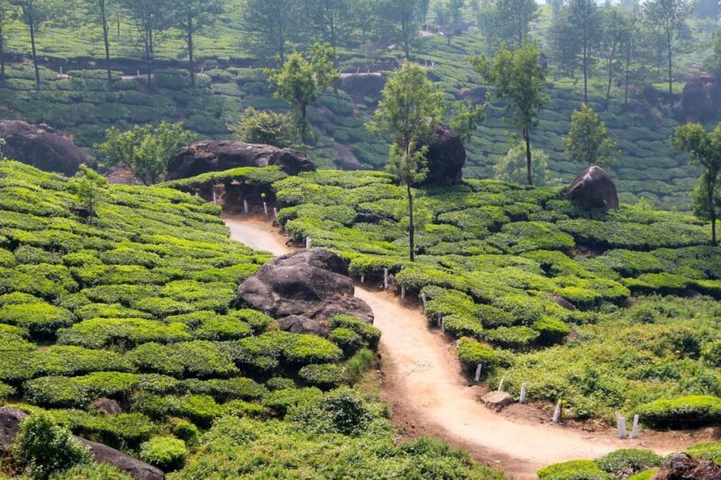 From Cochin: 04 Night/05 Day Kerala Tour - Inclusions