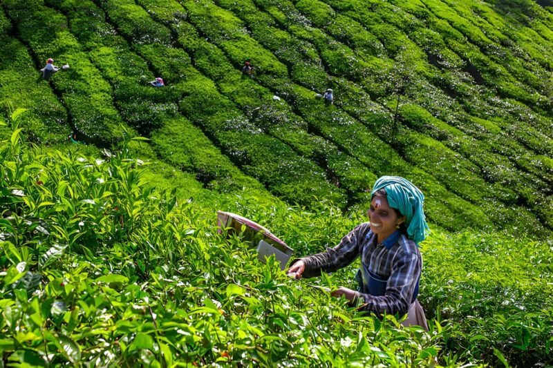 From Cochin: 7 Day Munnar, Thekkady, Alleppey, and Kovalam - Tour Overview