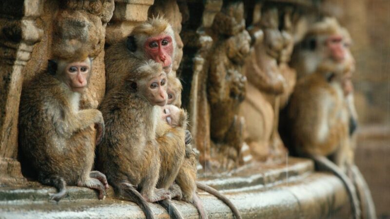From Colombo: 4-Day Essence of Sri Lanka Heritage Tour - Key Points