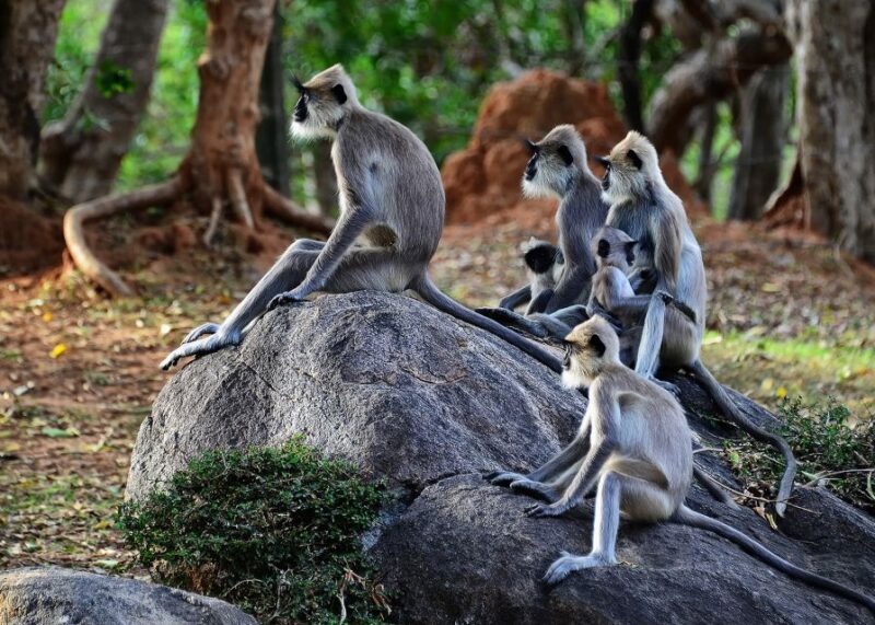 From Colombo: 5-Day Private Wildlife Photography Tour - Key Points
