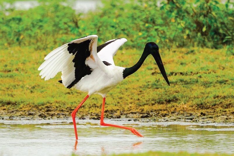 From Colombo: 5-Day Private Wildlife Photography Tour - Daily Breakdown