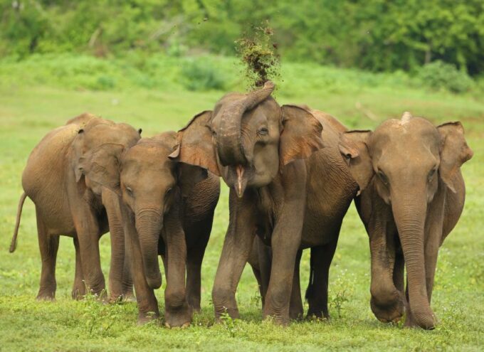From Colombo: 5-Day Private Wildlife Photography Tour - Sustainable Tourism Practices