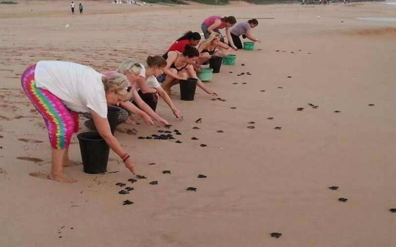 From Colombo: Galle,Bentota Full-Day Private Tour - Turtle Hatchery in Kosgoda: Conservation in Action