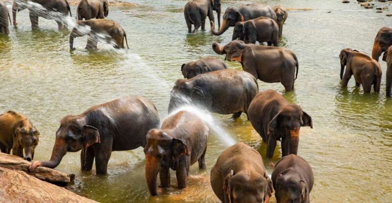 From Colombo: Kandy and Pinnawala Full-Day Trip - Key Points