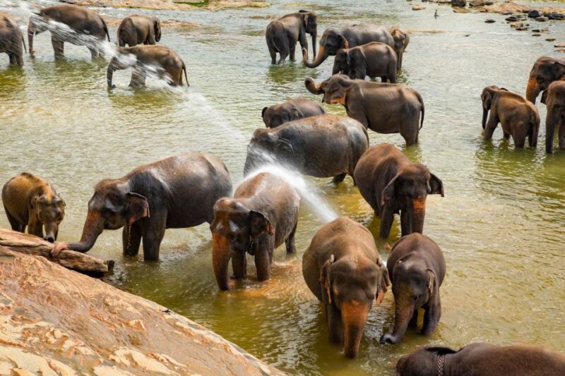 From Colombo: Kandy and Pinnawala Full-Day Trip - Itinerary Highlights