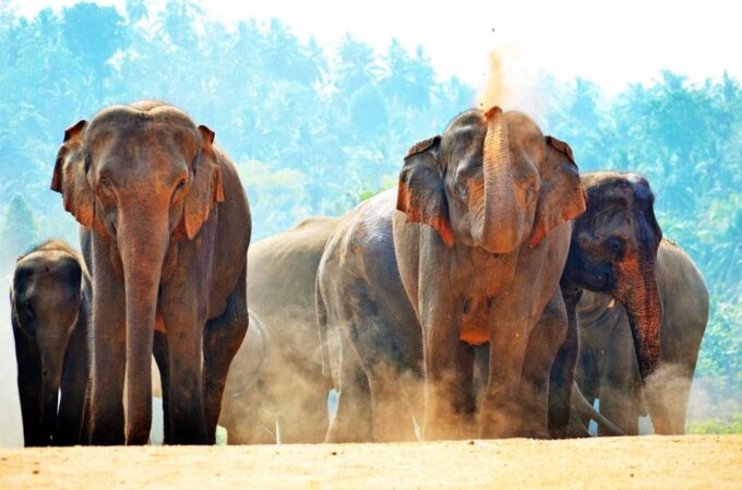 From Colombo: Kandy and Pinnawala Full-Day Trip - Recap