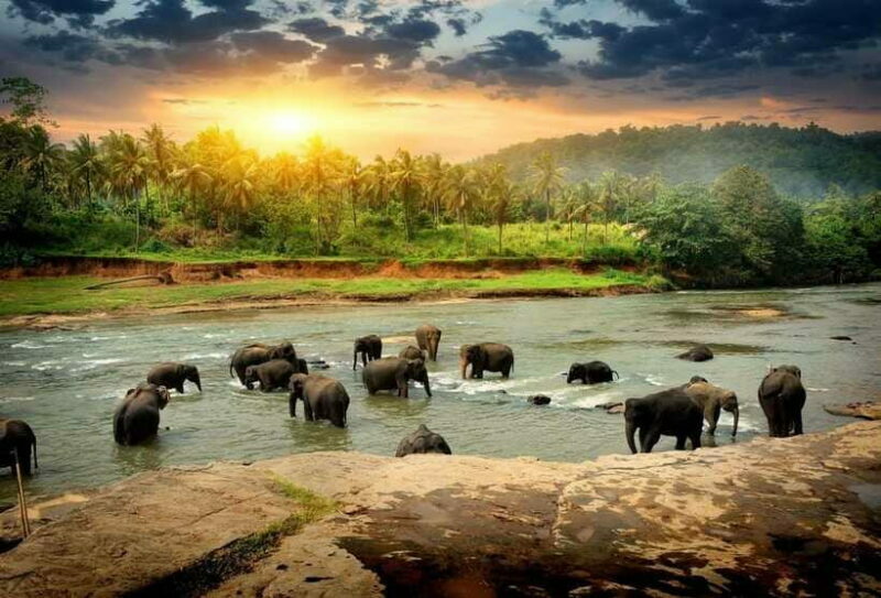 From Colombo: Kandy, Pinnawala and Tea Factory Full-Day Trip - Who Is This Tour Best For?