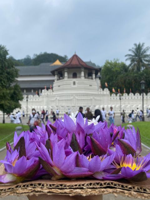 From Colombo : Kandy Privet Full Day Tour With Pinnawala - Key Points